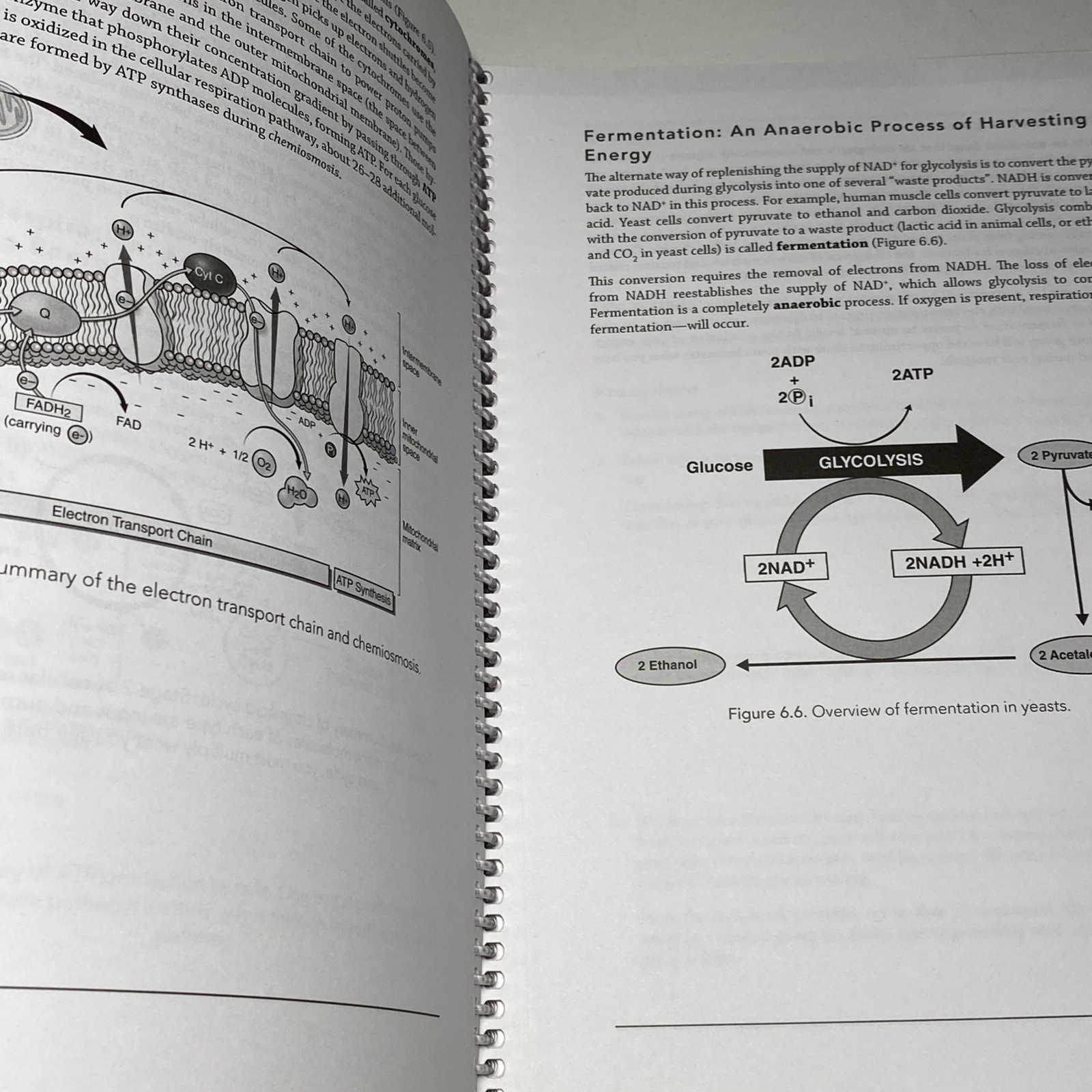 UNCG BIO 111L Lab Manual: Principles of Biology I – Hayden-McNeil (2019-2020)
