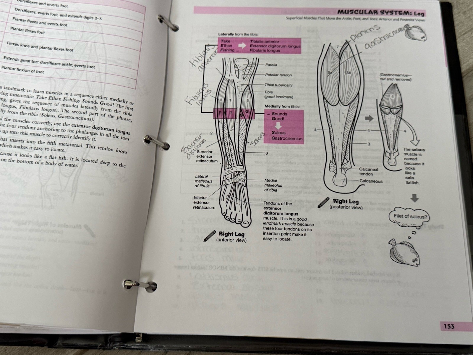 📚 Visual Analogy Guide to Human Anatomy Fourth Edition Paul A. Krieger