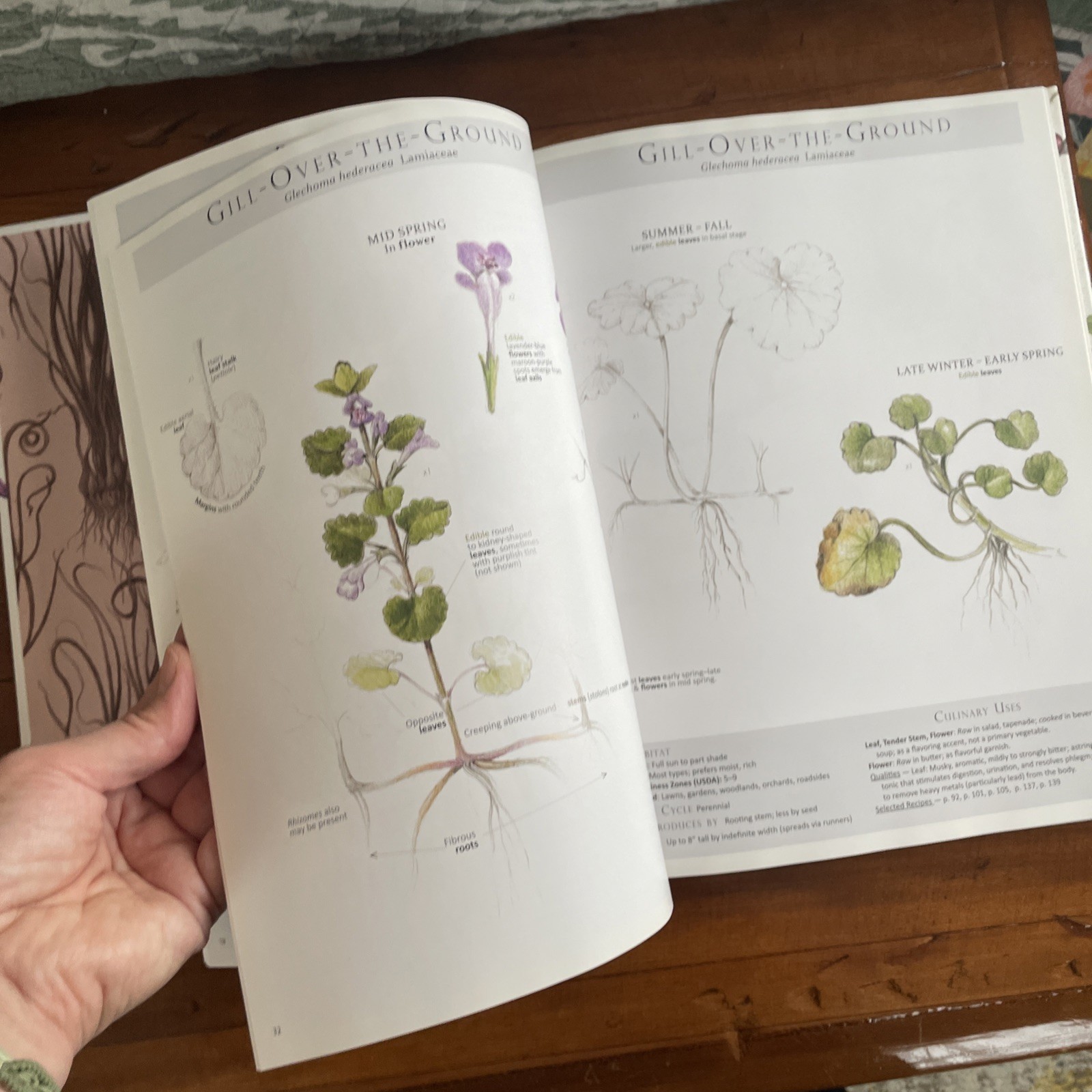 Foraging & Feasting: A Field Guide and Wild Food Cookbook Dina Falconi