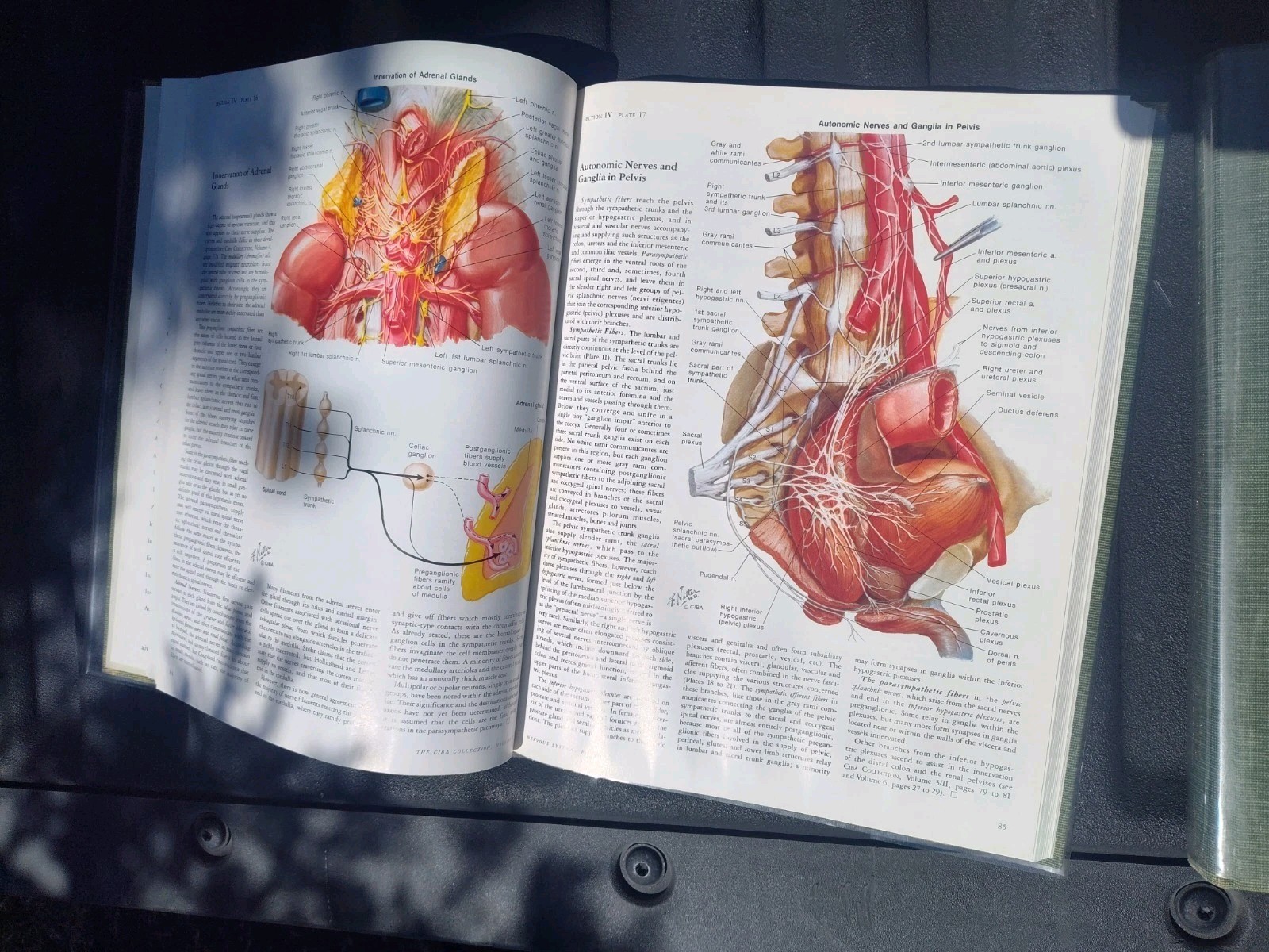 The Ciba Collection of Medical Illustrations 10 Volumes F Netter- Classic Set HB