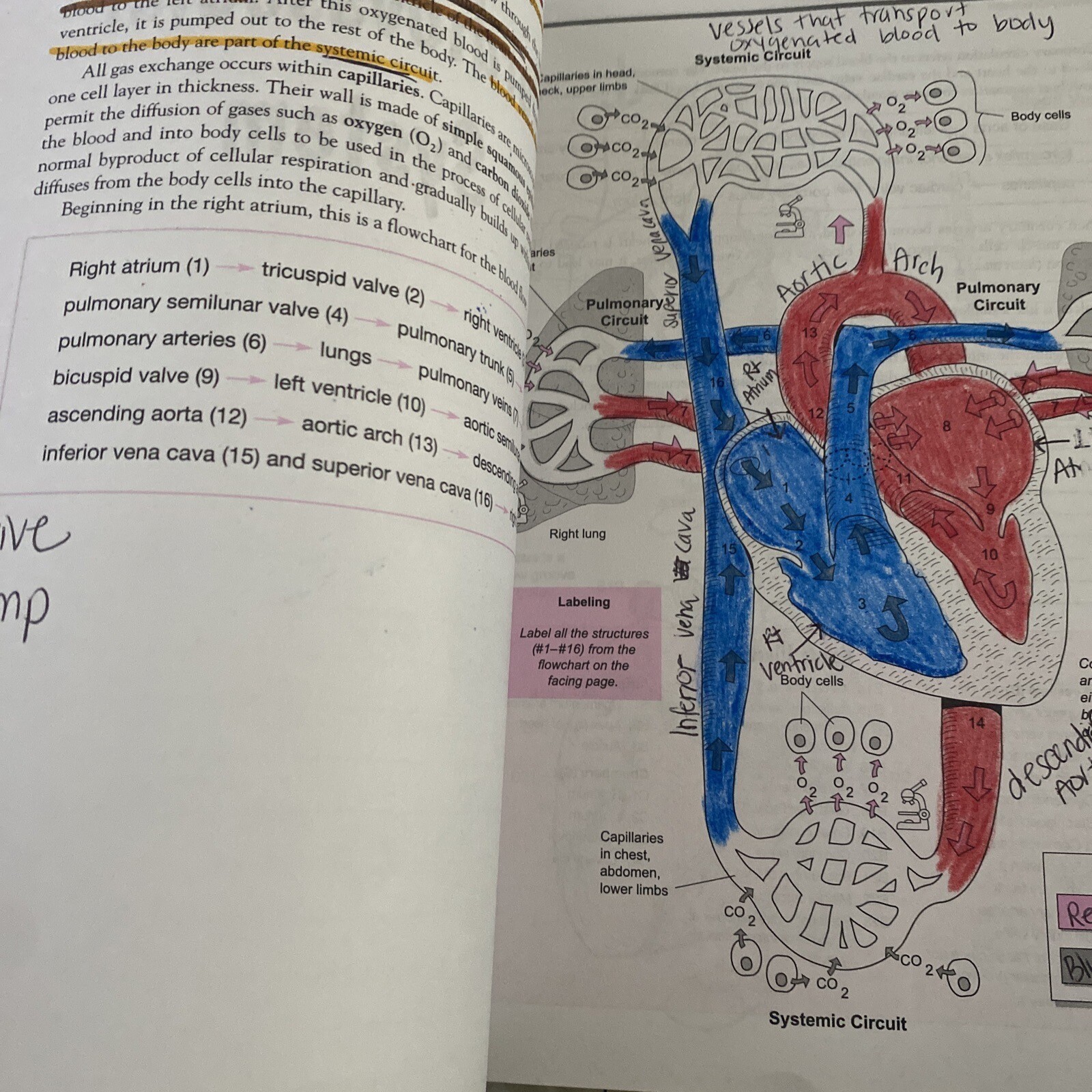 A Visual Analogy Guide to Human Anatomy 2nd edition Krieger, Paul A