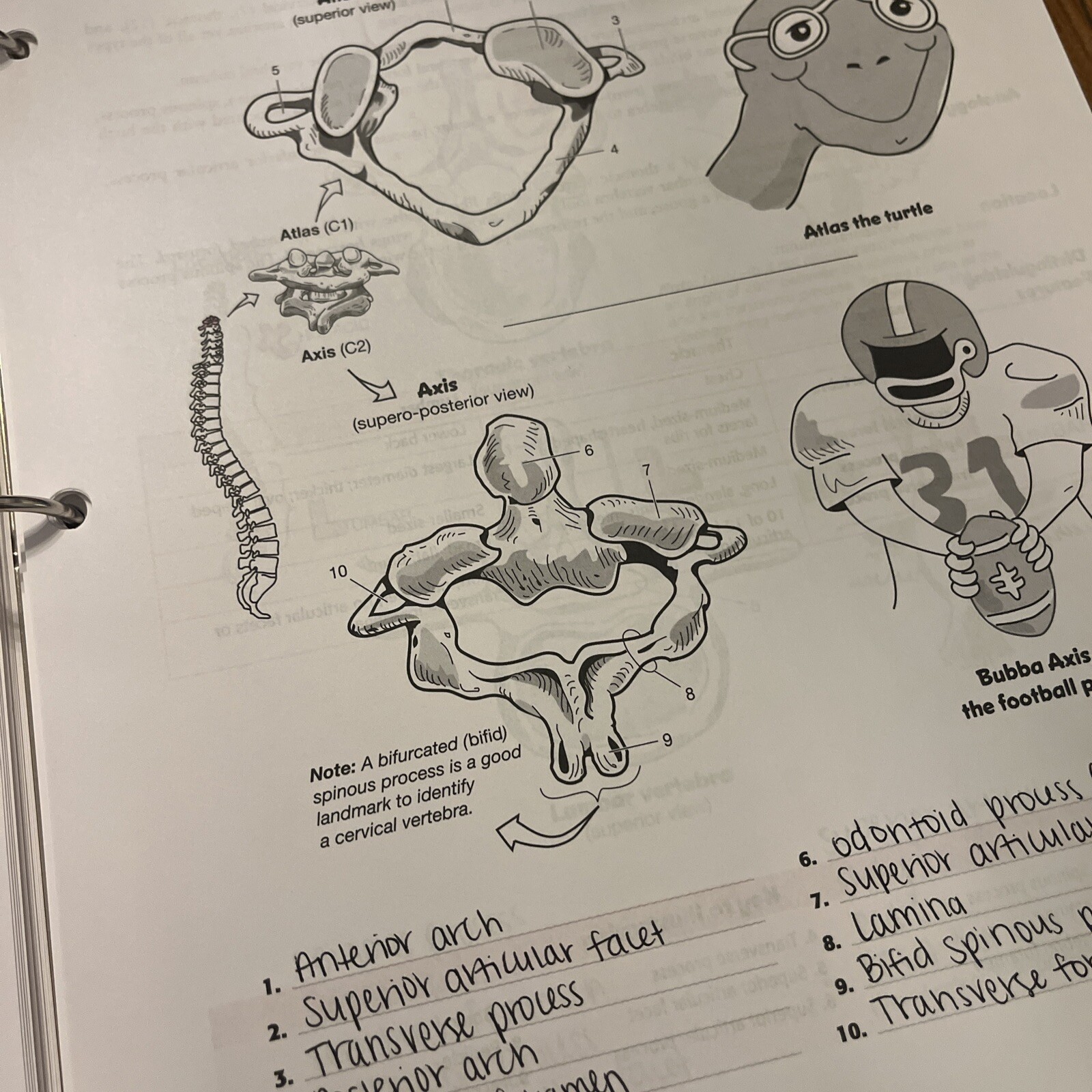A Visual Analogy Guide to Human Anatomy and Physiology By Krieger Written In