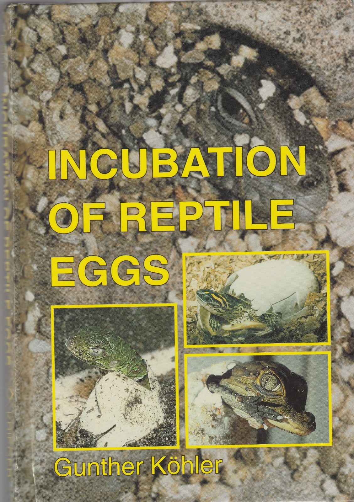 Incubation of Reptile Eggs Herpetology Turtles Tortoises Lizards Snakes Pyhtons