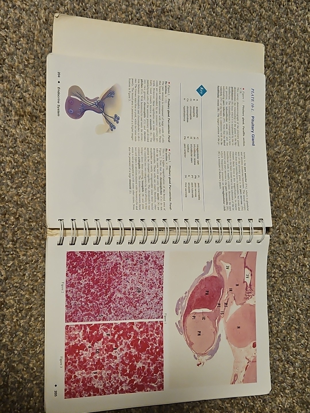 Color Atlas of Histology by Leslie P. Gartner and James Hiatt