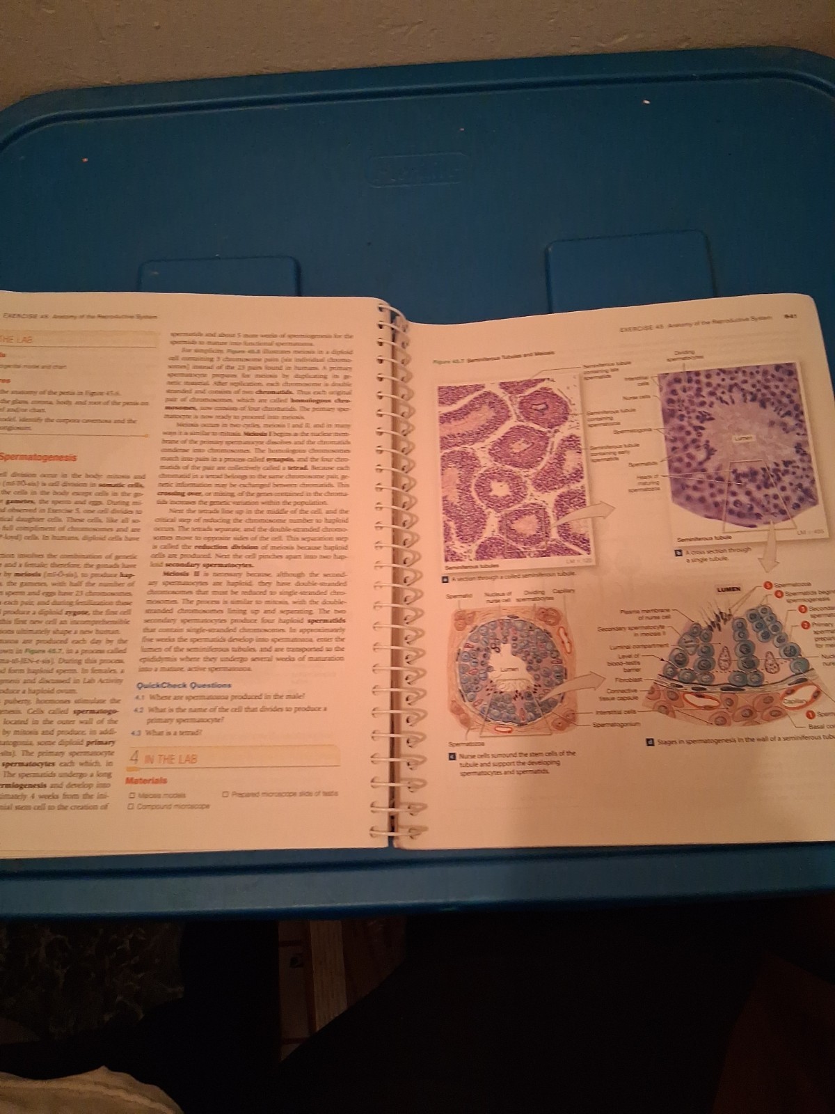 Laboratory Manual for Anatomy and Physiology Featuring Martini Art, Main Version