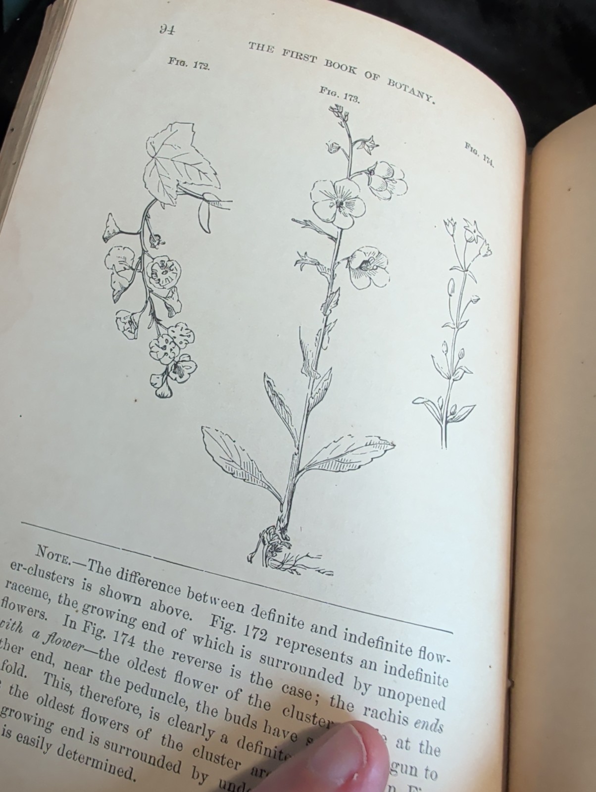 1872 First Book of Botany by Eliza A Youmans, Illustrated Hardcover 202 pages