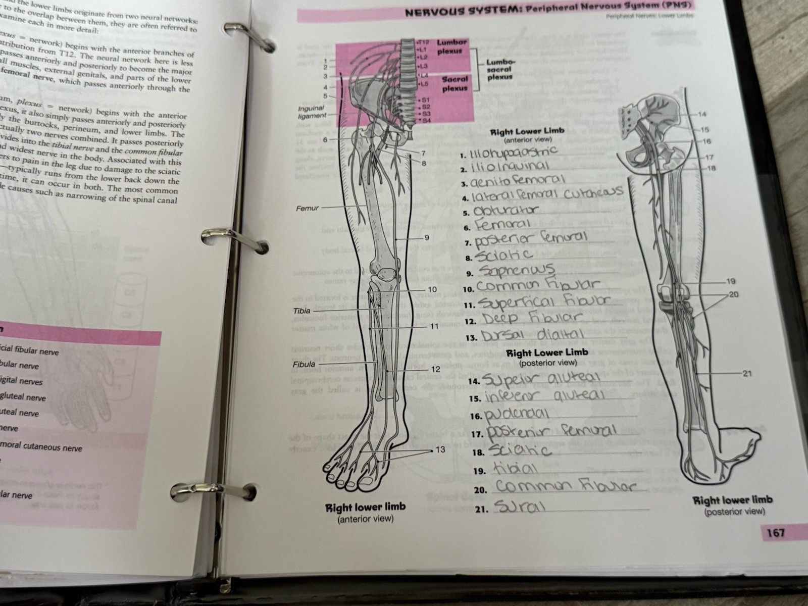 📚 Visual Analogy Guide to Human Anatomy Fourth Edition Paul A. Krieger
