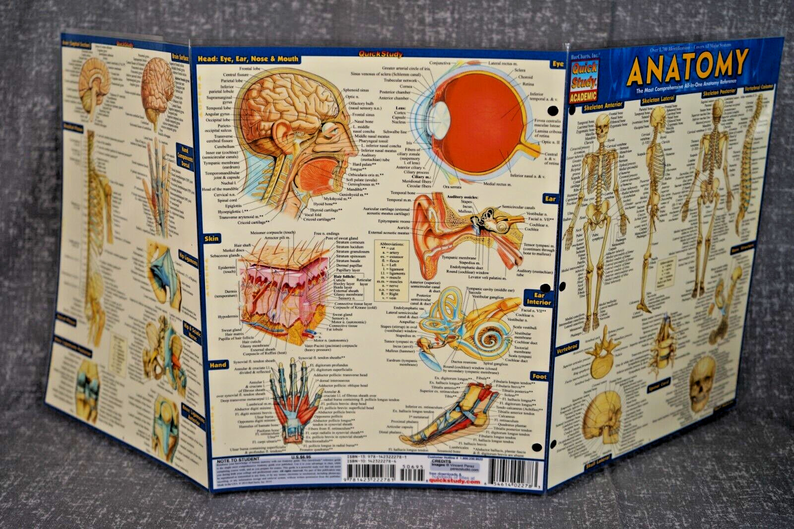 NEW QuickStudy | Anatomy Laminated Tri-Fold Study Guide ~ FAST FREE SHIPPING ! ~