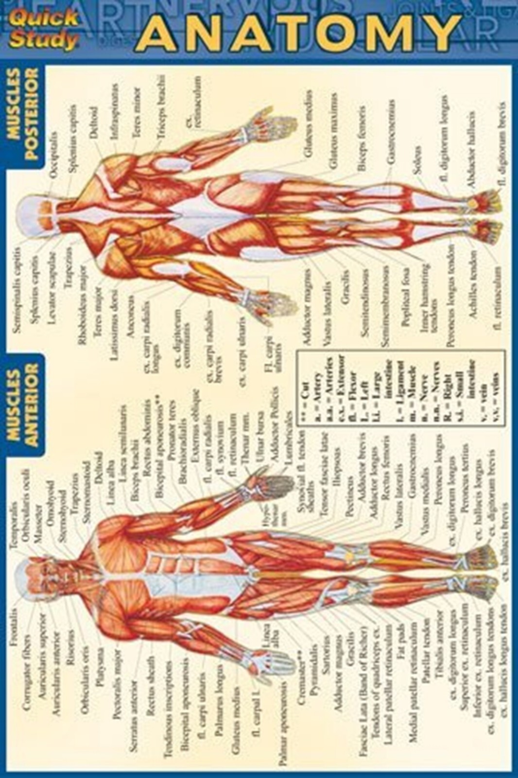 Complete Basic Medical Terminology, Abbreviations and Anatomy Quick References