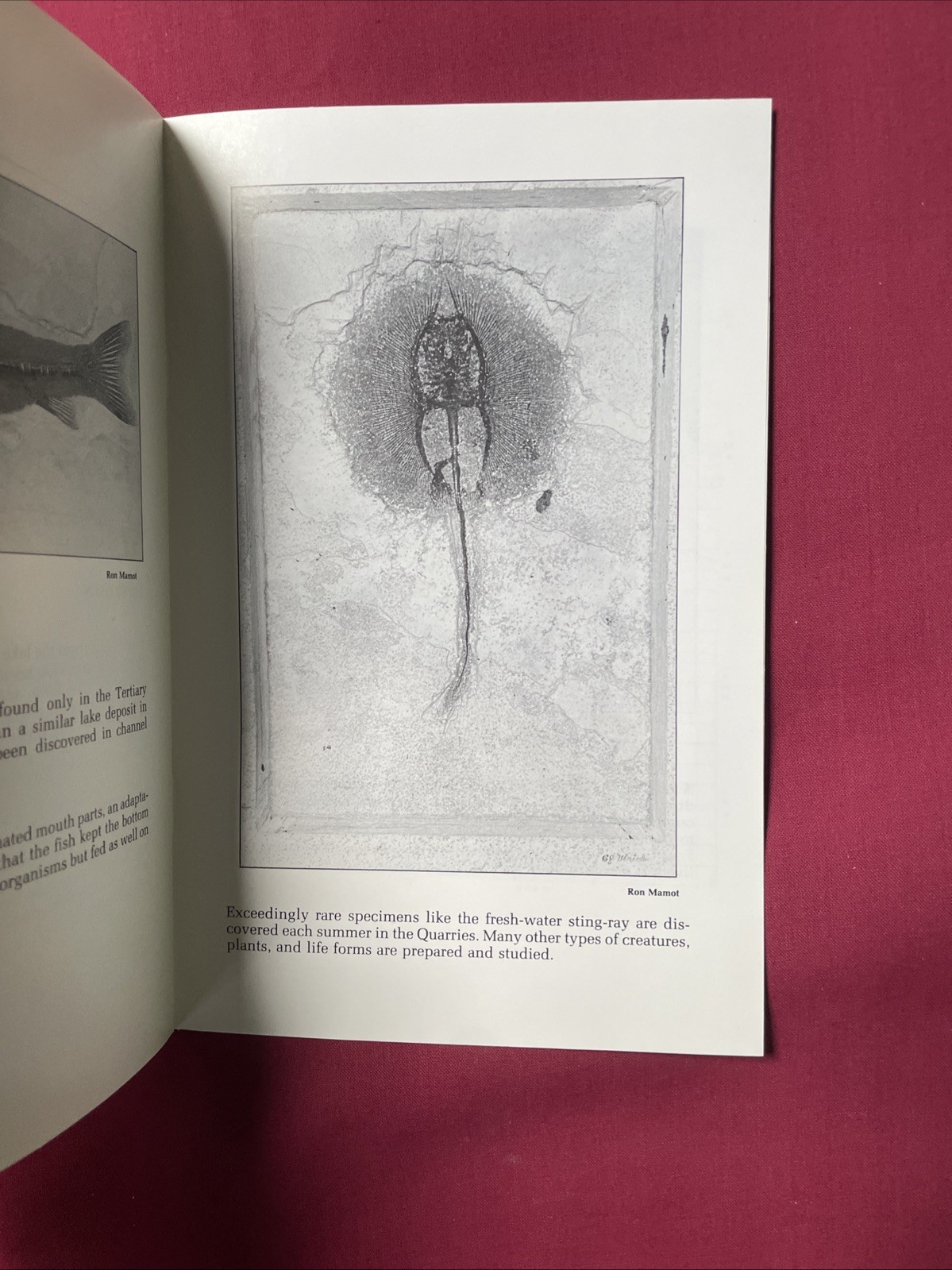 Stone Fish – Fossils from Ulrich Quarries – Wallace Ulrich 1977 Plus 6 Postcards