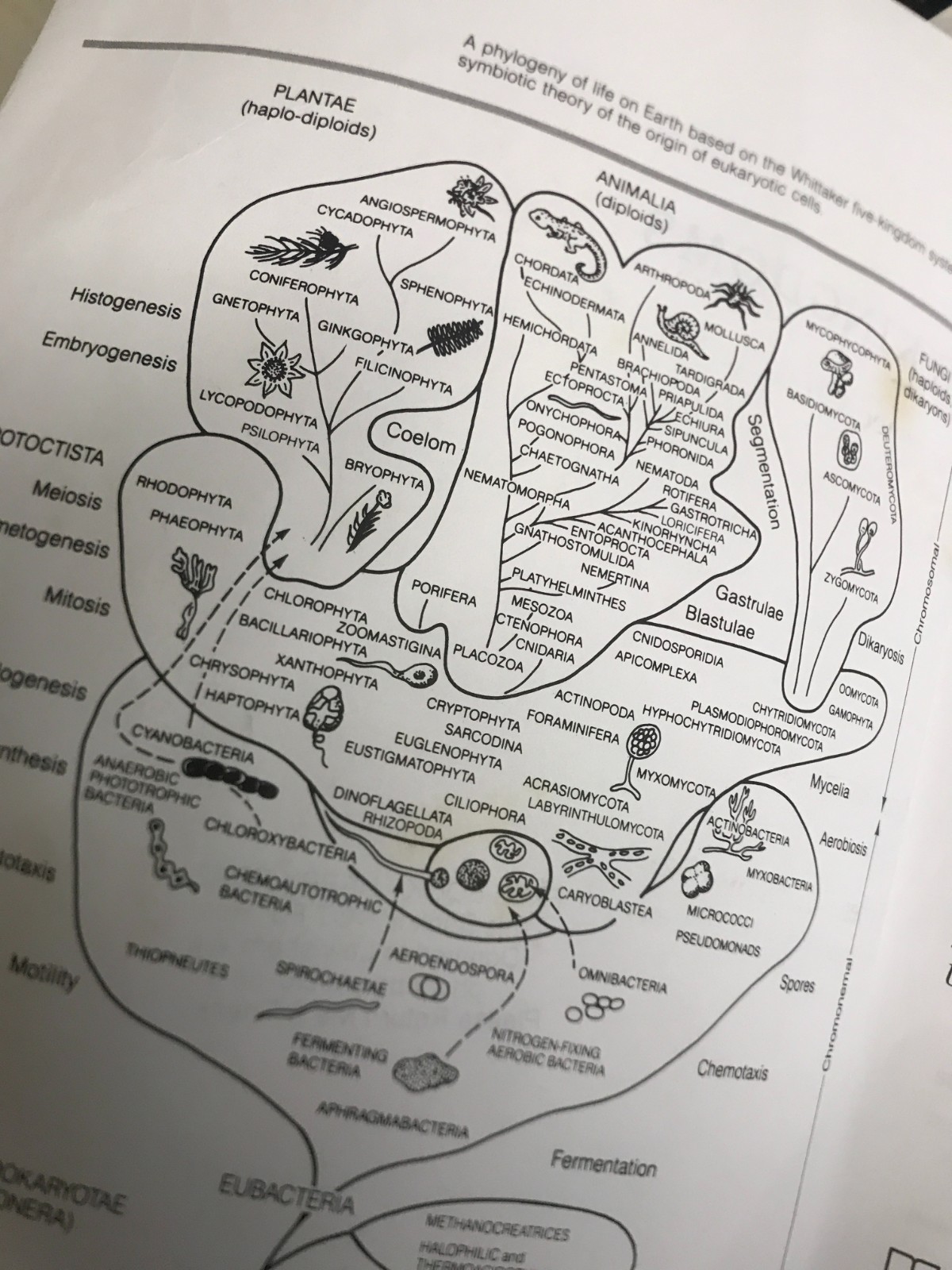 Five Kingdoms: Illustrated Guide to the Phyla of Life on Earth by Karlene V….