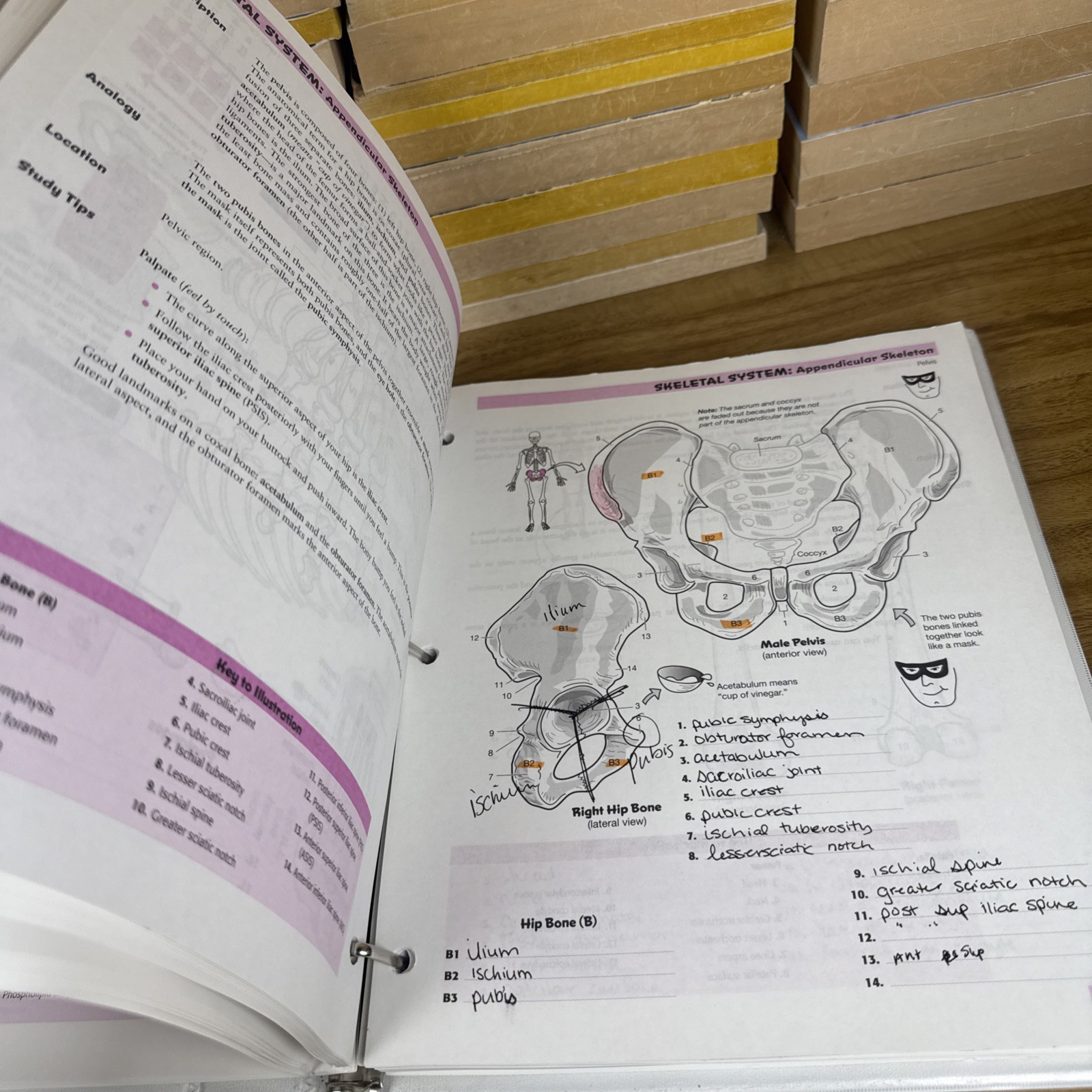 Visual Analogy Guide to Human – Loose Leaf, by Krieger Paul A. – Acceptable