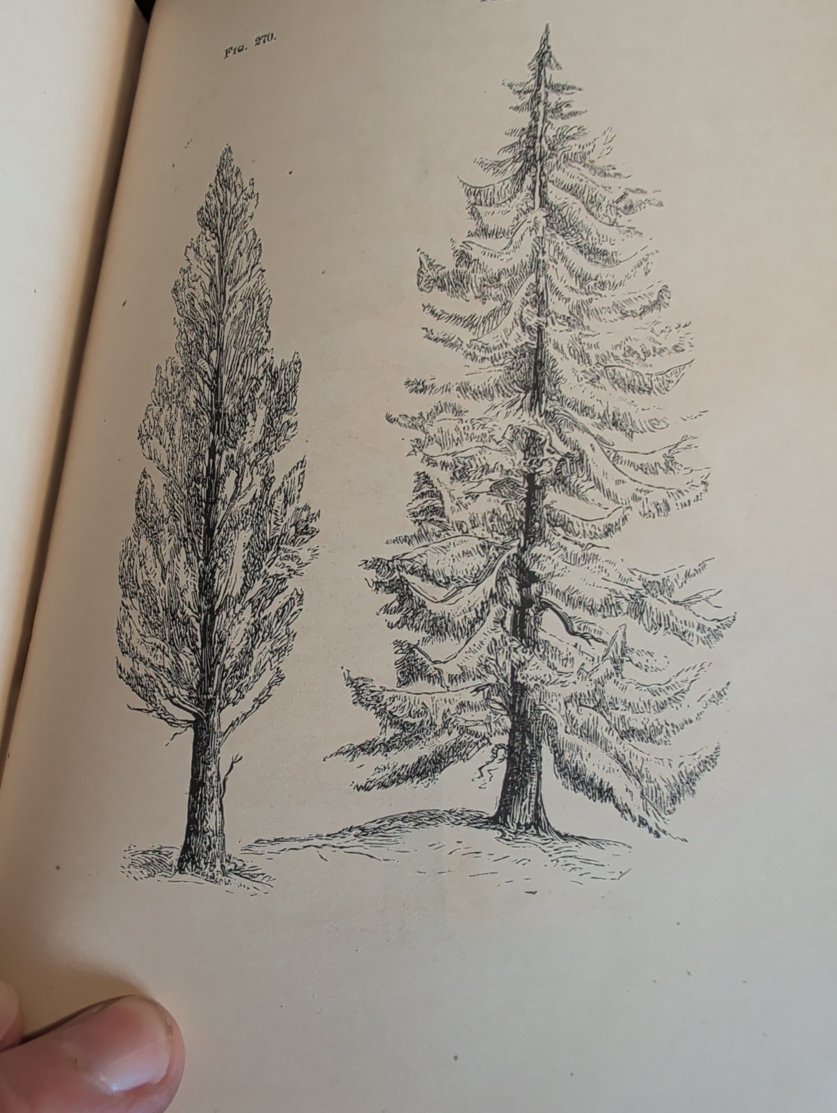 1872 First Book of Botany by Eliza A Youmans, Illustrated Hardcover 202 pages