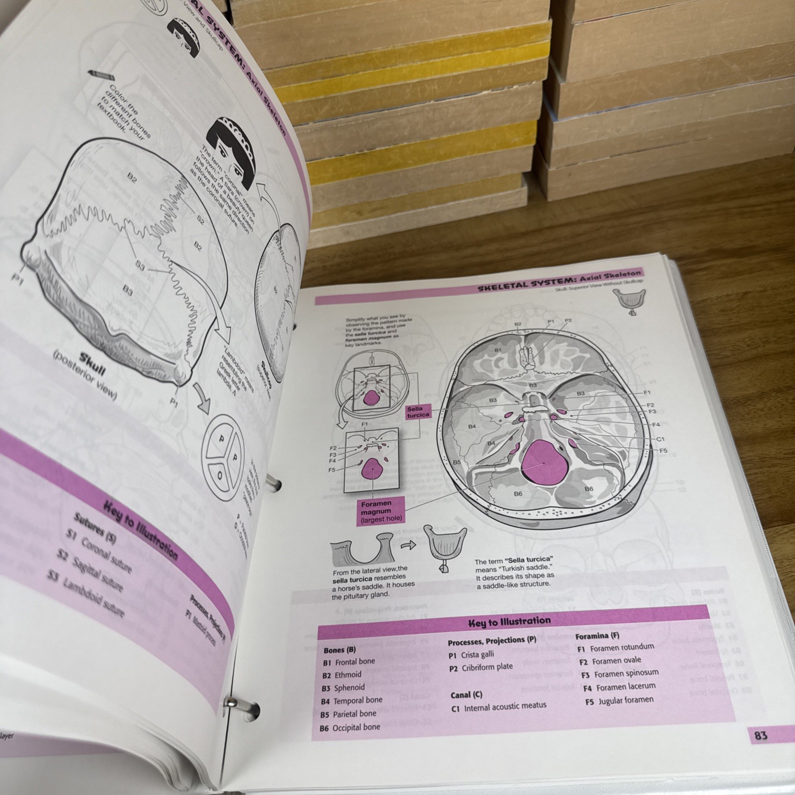 Visual Analogy Guide to Human – Loose Leaf, by Krieger Paul A. – Acceptable