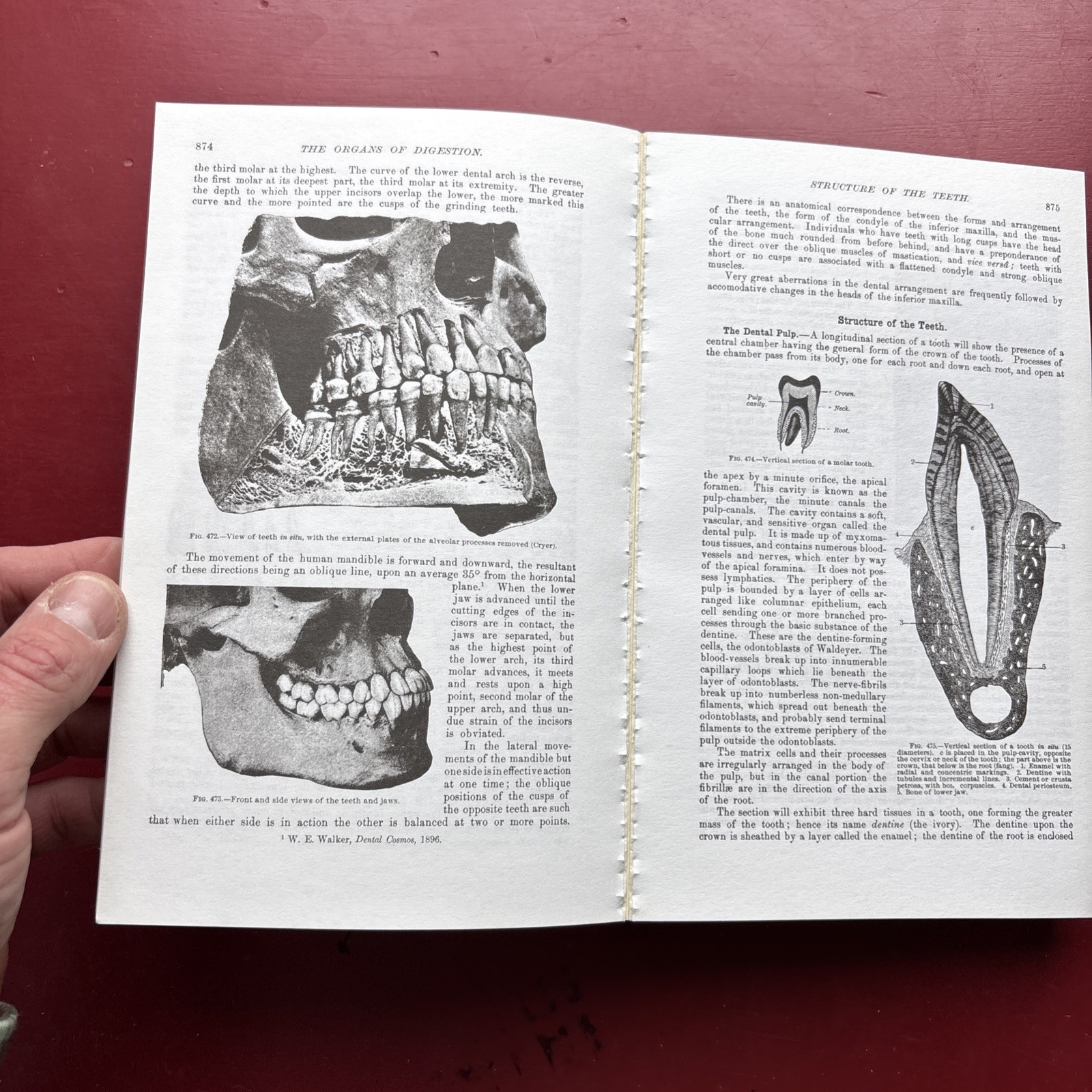 Gray’s Anatomy : The Unabridged Running Press Edition of the American Classic by
