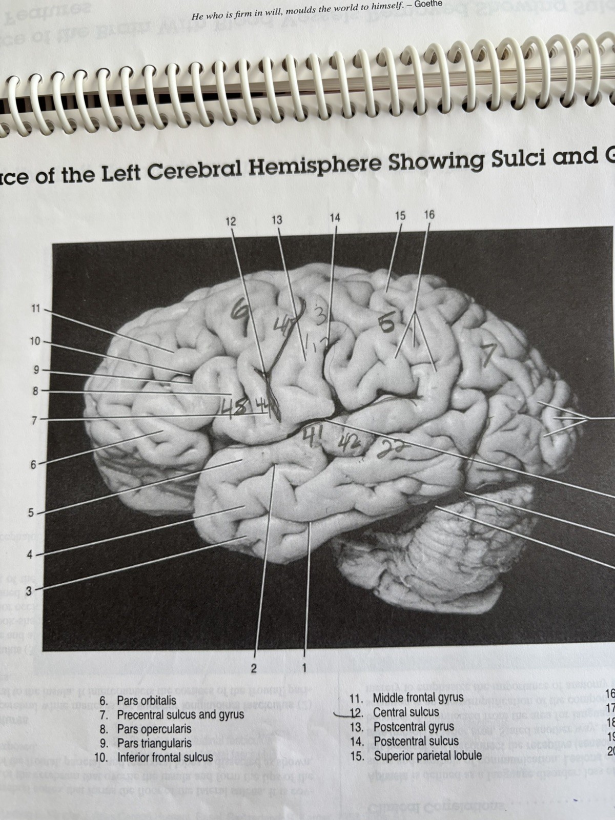 Neuroanatomy Primer : Color to Learn by M. Evelyn McNeill (1997, Trade…