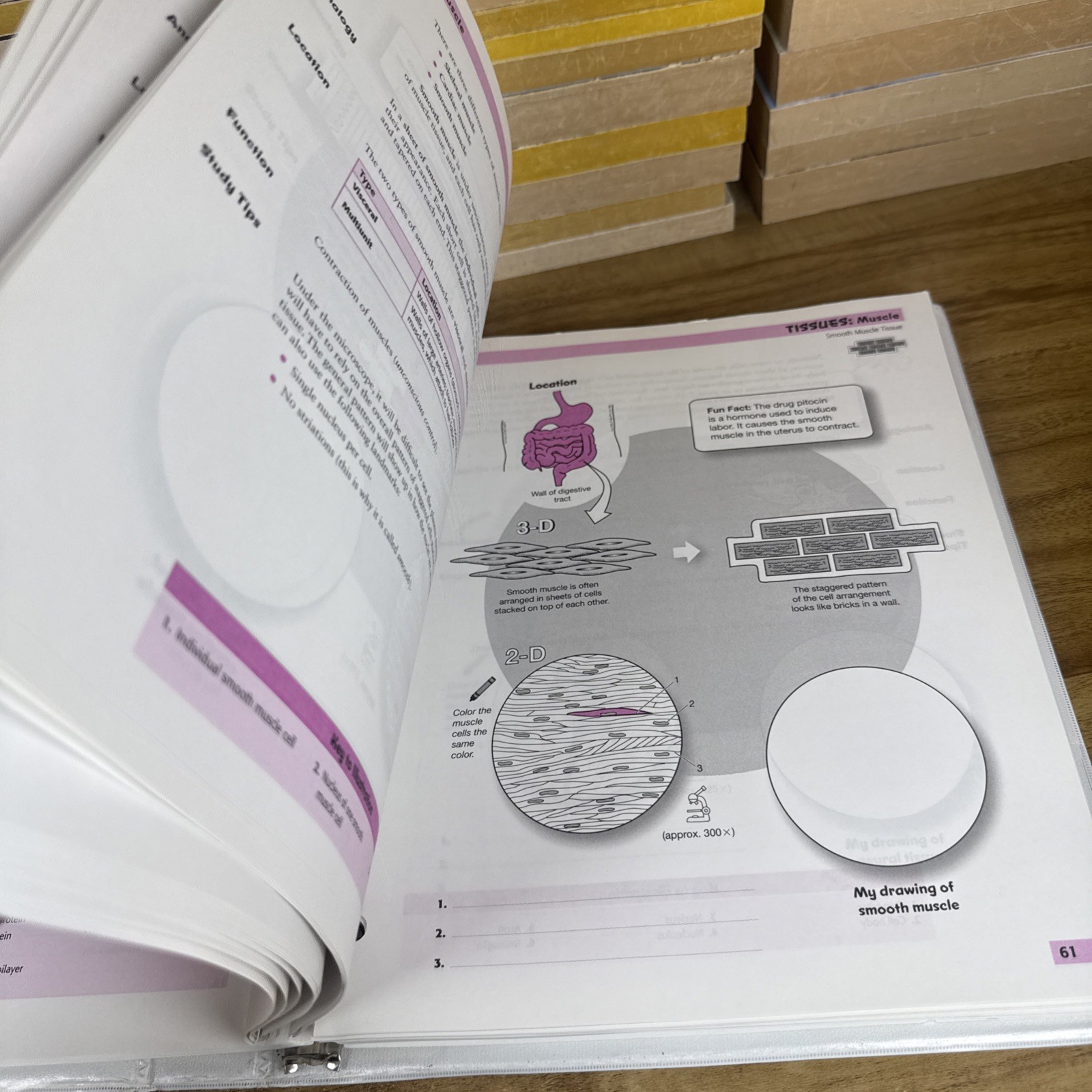 Visual Analogy Guide to Human – Loose Leaf, by Krieger Paul A. – Acceptable