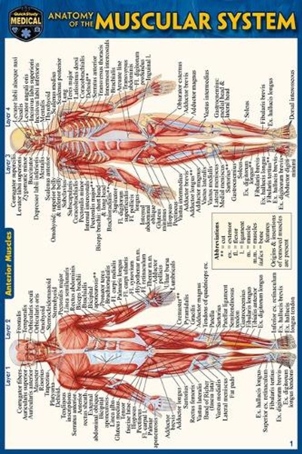Anatomy of the Muscular System (Pocket-Sized Edition – 4×6 Inches) by Vincent Pe