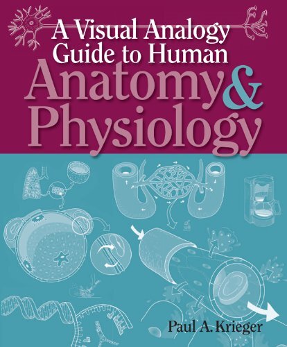 A Visual Analogy Guide to Human Anatomy & Physiology by Paul A Krieger