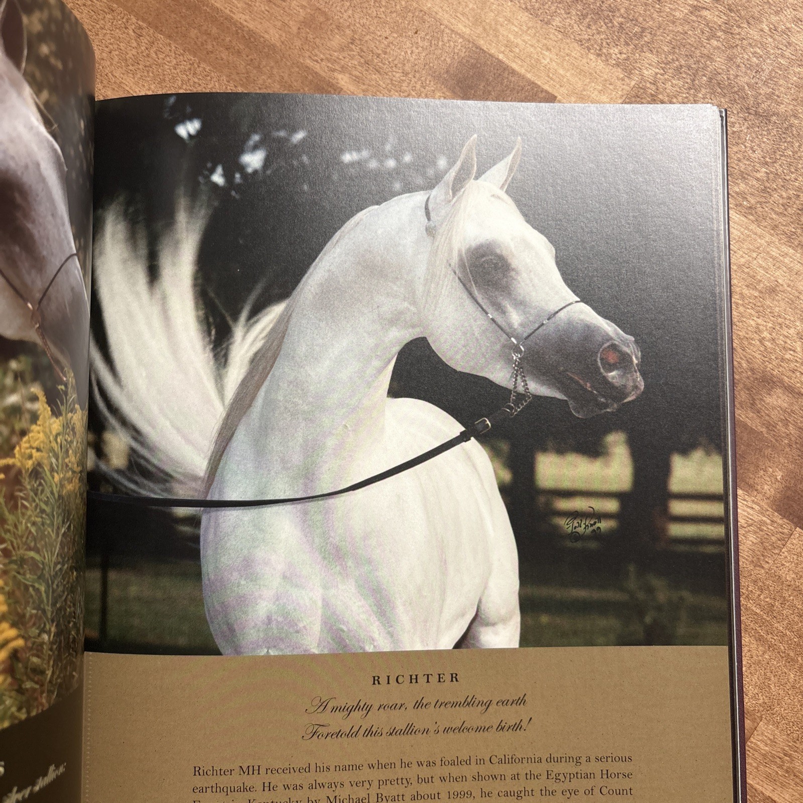 Treasures of a Lifetime by Polly Knoll A Look Into Heart & Soul Of Arabian Horse