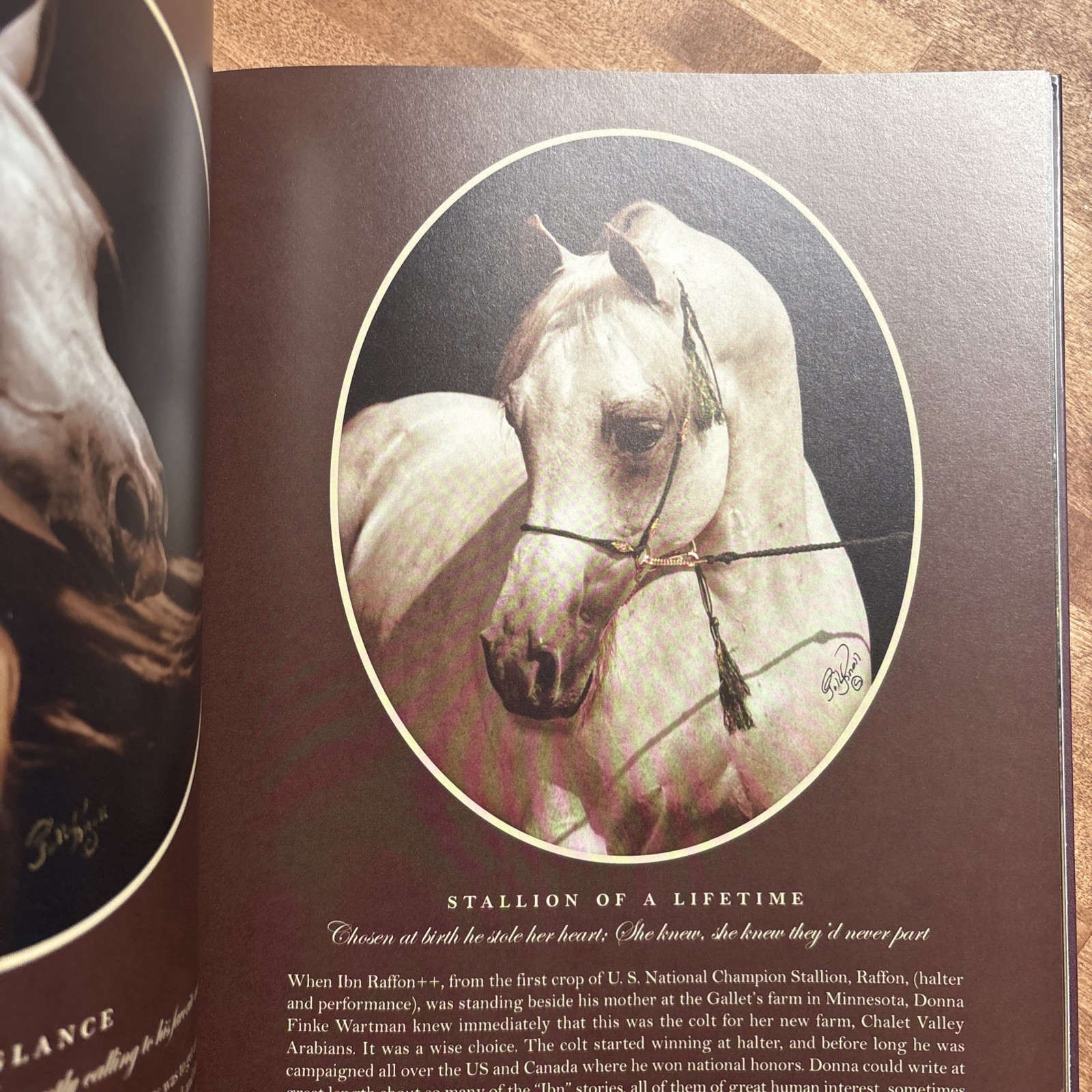 Treasures of a Lifetime by Polly Knoll A Look Into Heart & Soul Of Arabian Horse