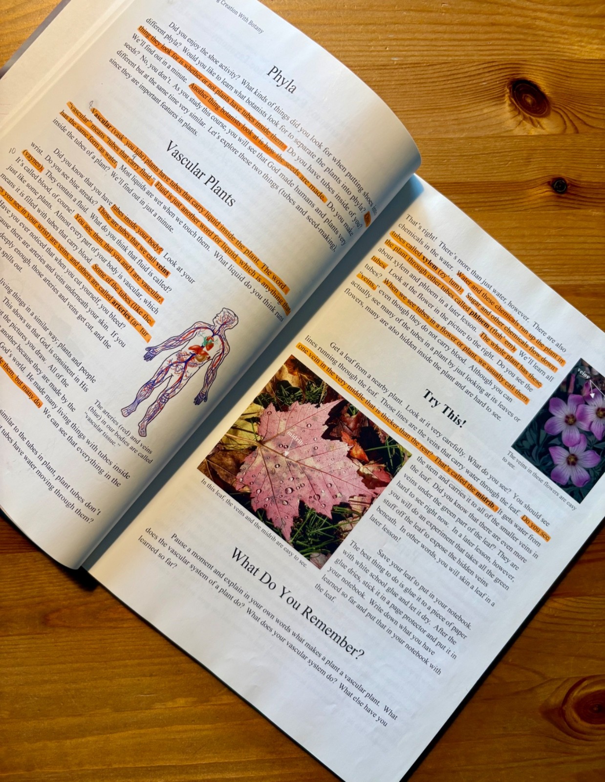 Young Explorer Series: Exploring Creation with Botany Textbook-Jeannie Fulbright