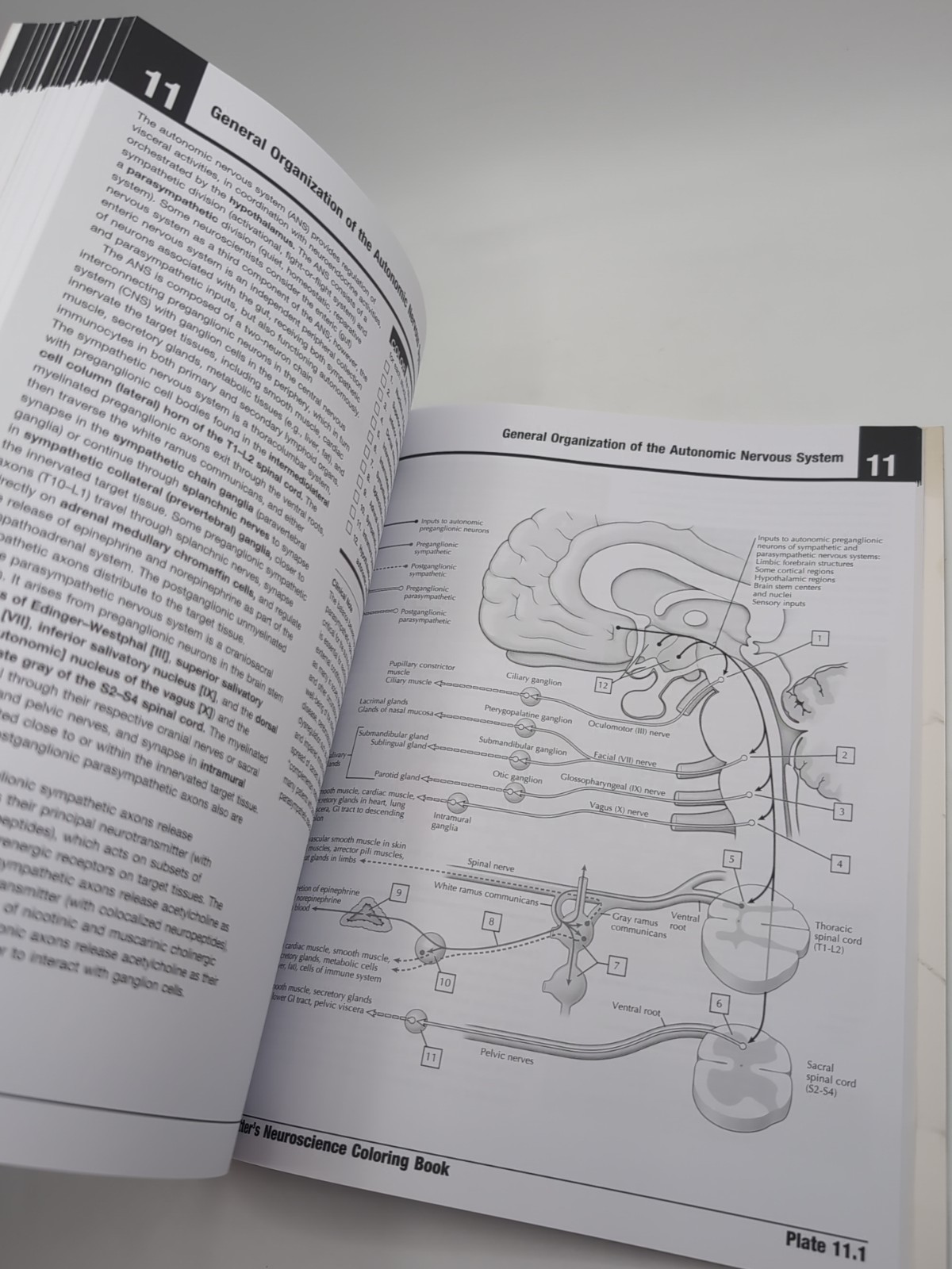 Netter’s Neuroscience Coloring Book with CODE READ