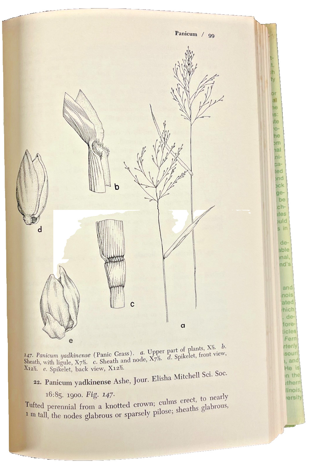 The Illustrated Flora of Illinois Ser.: Grasses: Panicum to Danthonia by Robert